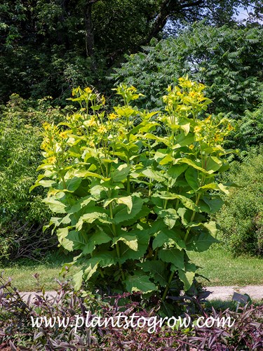 Holy Grail Cup Plant (Silphium perfoliatum) 
(July 31)
